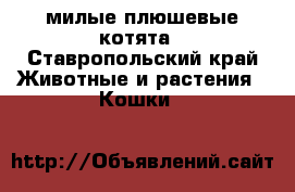 милые плюшевые котята - Ставропольский край Животные и растения » Кошки   